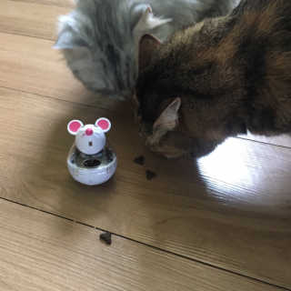 [펫토리아] 퍼스트메이트 고양이 사료 — 5점을 준 리뷰어가 2019년 5월 올린 사용 사진