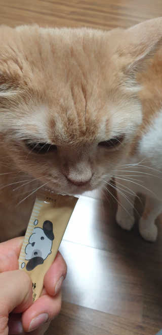 [펫토리아] 강아지,고양이겸용 짜먹는 한입뚝딱 — 5점을 준 리뷰어가 2019년 2월 올린 사용 사진