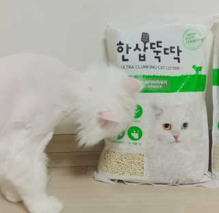 [펫토리아] BEST 고양이두부모래 6L 한삽뚝딱 — 3점을 준 리뷰어가 2019년 2월 올린 사용 사진