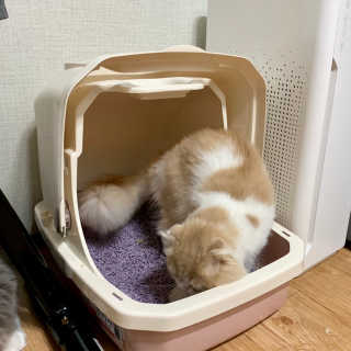 [펫토리아] BEST 고양이두부모래 6L 한삽뚝딱 — 4점을 준 리뷰어가 2019년 2월 올린 사용 사진