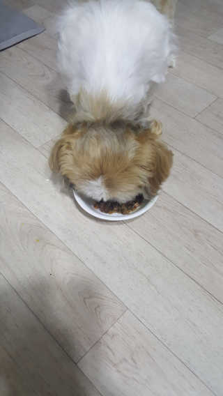 보리엄마님이 올린 리뷰 사진 4