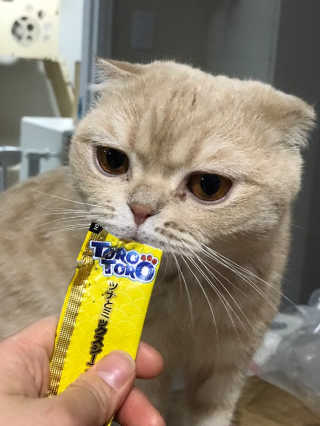 펫토리아 짜먹는 토로토로 고양이 파우치 간식 — 5점을 준 리뷰어가 2019년 6월 올린 사용 사진