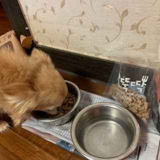 [펫토리아] 맛도 영양도 BEST 한끼뚝딱 강아지 사료 — 5점을 준 리뷰어가 2019년 4월 올린 사용 사진