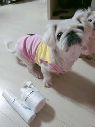 [펫토리아] 뚝딱케어 강아지 고양이 샴푸+미스트 SET — 5점을 준 리뷰어가 2020년 2월 올린 사용 사진