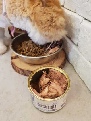 동원 참치킹 고양이 캔 12개입 — 5점을 준 리뷰어가 2018년 10월 올린 사용 사진