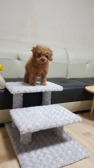 펫토리아 한탭뚝딱 강아지계단 사각형  P-YS001 — 5점을 준 리뷰어가 2019년 4월 올린 사용 사진