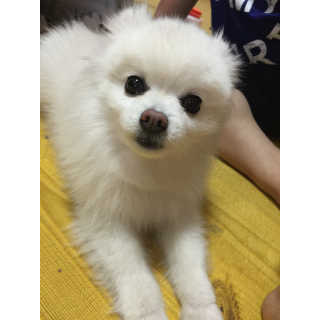 펫토리아 한장뚝딱 NEW 프리미엄 국내산 배변패드 — 4.5점을 준 리뷰어가 2019년 5월 올린 사용 사진