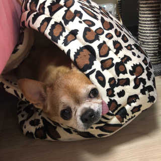 펫츠플레이트 동결건조간식 기호성 테스트 8종 — 4.5점을 준 리뷰어가 2018년 5월 올린 사용 사진