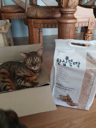 [펫토리아]한삽뚝딱 프리미엄 고양이 두부모래 — 5점을 준 리뷰어가 2019년 8월 올린 사용 사진
