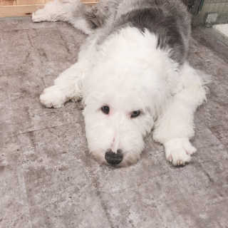 또리님이 올린 리뷰 사진 2