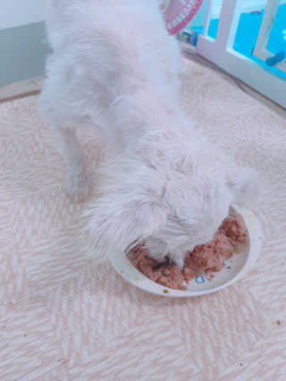 [펫토리아] 한캔뚝딱 강아지 주식캔 12종 콤보 — 5점을 준 리뷰어가 2019년 8월 올린 사용 사진