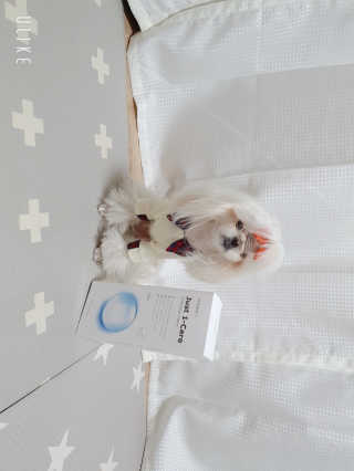 [펫토리아] 뚝딱케어 강아지 고양이 다목적세정제 — 5점을 준 리뷰어가 2020년 2월 올린 사용 사진