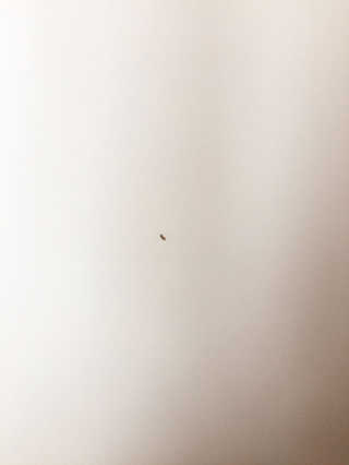 레인보우샵 올인원세탁세제,베이킹소다 스틱포6개입+세탁조클리너 — 3점을 준 리뷰어가 2018년 3월 올린 사용 사진
