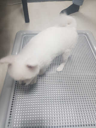 [펫토리아] 한판뚝딱 강아지 배변판 실속형,초대형 — 5점을 준 리뷰어가 2019년 5월 올린 사용 사진