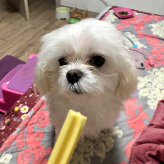 [펫토리아] BEST 한입뚝딱 실속형 강아지 덴탈껌 — 5점을 준 리뷰어가 2019년 2월 올린 사용 사진