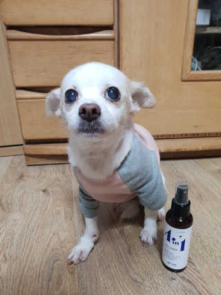 강아지스토리 포인원 모이스처 미스트 100ml — 5점을 준 리뷰어가 2018년 11월 올린 사용 사진