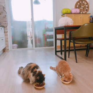 [펫토리아] BEST 한캔뚝딱 고양이 주식캔 — 2.5점을 준 리뷰어가 2019년 3월 올린 사용 사진