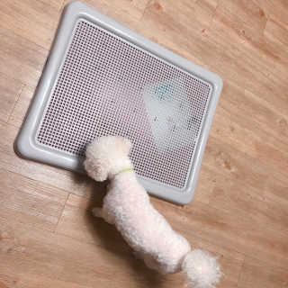 [펫토리아] 한판뚝딱 강아지 배변판 실속형,초대형 — 5점을 준 리뷰어가 2019년 5월 올린 사용 사진