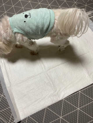 [펫토리아] 한장뚝딱 울트라 탈취패드 배변패드 22매 — 4.5점을 준 리뷰어가 2020년 2월 올린 사용 사진