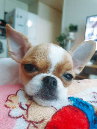 꼬몽쓰님이 올린 리뷰 사진 3