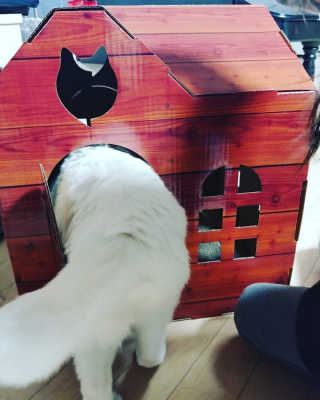 [펫토리아] 한발뚝딱 고양이 스크래쳐 BEST상품 — 5점을 준 리뷰어가 2019년 2월 올린 사용 사진