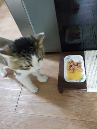 나만냥이없엉님이 올린 리뷰 사진 1