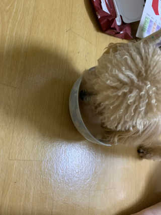 [빙그레] 에버그로 생유산균 1봉（10포입）+펫밀크2팩 — 5점을 준 리뷰어가 2019년 5월 올린 사용 사진