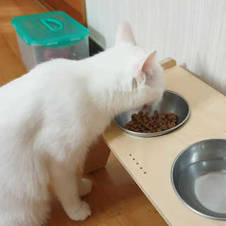 동원 참치킹 고양이 캔 12개입 — 5점을 준 리뷰어가 2018년 10월 올린 사용 사진