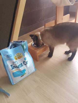 그린펫푸드 인섹트캣 글루텐프리（1.2KG） — 5점을 준 리뷰어가 2019년 7월 올린 사용 사진