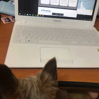 펫토리아 한장뚝딱 NEW 프리미엄 국내산 배변패드 — 5점을 준 리뷰어가 2019년 5월 올린 사용 사진