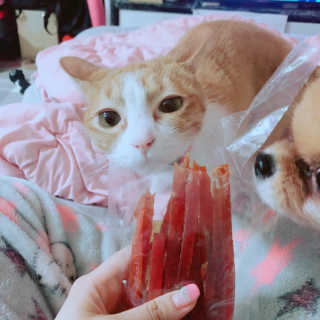 [펫토리아] 뚝딱뚝딱 400g 강아지 간식 베스트5종 — 5점을 준 리뷰어가 2019년 1월 올린 사용 사진