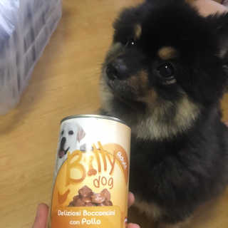 [펫토리아]배피 고양이,빌리강아지 대용량주식캔 — 4점을 준 리뷰어가 2019년 7월 올린 사용 사진