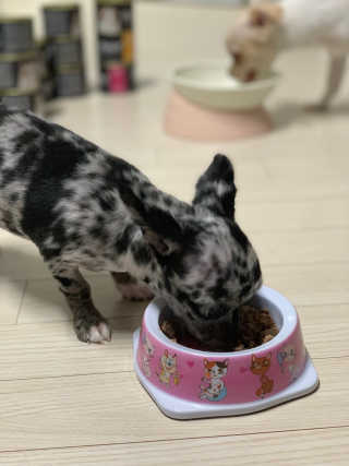 [펫토리아] BEST 한캔뚝딱 고양이 주식캔 — 5점을 준 리뷰어가 2019년 3월 올린 사용 사진