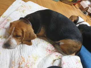 beaglelove님이 올린 리뷰 사진 4