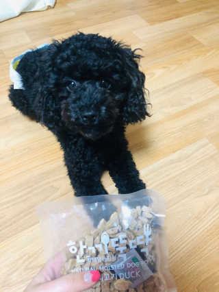 [펫토리아] 맛도 영양도 BEST 한끼뚝딱 강아지 사료 — 5점을 준 리뷰어가 2019년 4월 올린 사용 사진