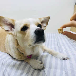 개취 애견간식 닭고기와 아마씨드의 만남 — 5점을 준 리뷰어가 2019년 1월 올린 사용 사진