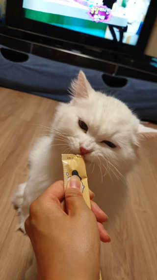 [펫토리아]짜먹는 한입뚝딱 강아지.고양이 마약간식 — 5점을 준 리뷰어가 2019년 8월 올린 사용 사진