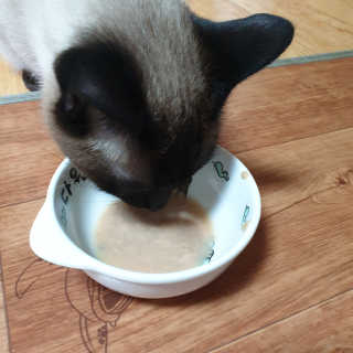 펫토리아 짜먹는 토로토로 고양이 파우치 간식 — 5점을 준 리뷰어가 2019년 6월 올린 사용 사진