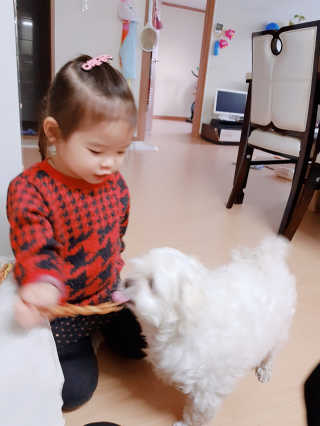 [펫토리아] 뚝딱뚝딱 400g 강아지 간식 베스트5종 — 5점을 준 리뷰어가 2019년 1월 올린 사용 사진