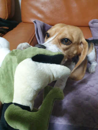 beaglelove님이 올린 리뷰 사진 3