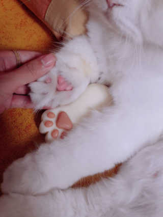 ㅇㅅㅇ님이 올린 리뷰 사진 2