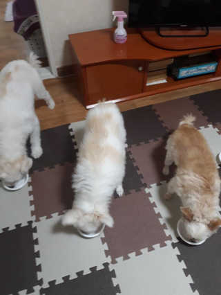 [펫토리아] BEST 한캔뚝딱 강아지 캔간식 — 5점을 준 리뷰어가 2019년 3월 올린 사용 사진