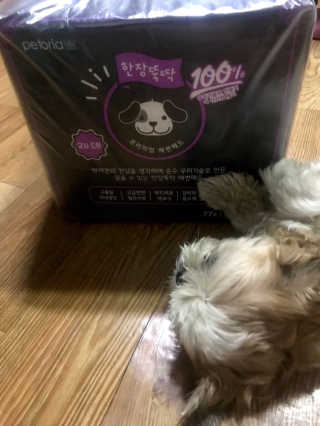 펫토리아 한장뚝딱 NEW 프리미엄 국내산 배변패드 — 4.5점을 준 리뷰어가 2019년 5월 올린 사용 사진