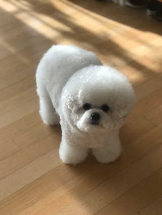 [브루클린펫코] 프리미엄 강아지 수제 쿠키 2종 SET — 5점을 준 리뷰어가 2020년 2월 올린 사용 사진