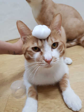 신예지님이 올린 리뷰 사진 2