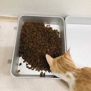 [펫토리아] 퍼스트메이트 고양이 사료 — 4.5점을 준 리뷰어가 2019년 3월 올린 사용 사진