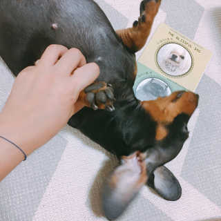 더블리스풀독 샤이니 포우 버터 0.15oz [천연 발바닥 보호제] — 5점을 준 리뷰어가 2018년 7월 올린 사용 사진