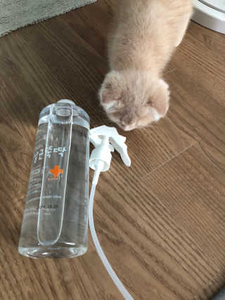 [펫토리아]살균뚝딱 강아지 고양이 살균소독제 탈취제 — 4점을 준 리뷰어가 2019년 10월 올린 사용 사진