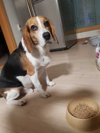 [펫토리아] 맛도 영양도 BEST 한끼뚝딱 강아지 사료 — 5점을 준 리뷰어가 2019년 4월 올린 사용 사진