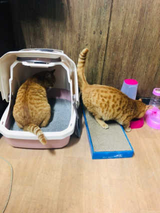 [펫토리아] BEST 한큐뚝딱 고양이 후드형 화장실 — 5점을 준 리뷰어가 2019년 1월 올린 사용 사진